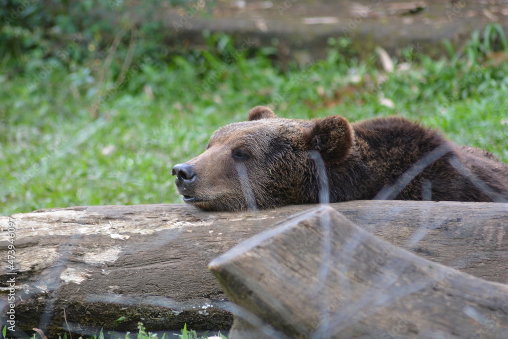 Obraz premium The brown bear, Ursus arctos is a large bear species. The populations of brown bears are called grizzly bears. It is one of the largest living terrestrial members of the order Carnivora