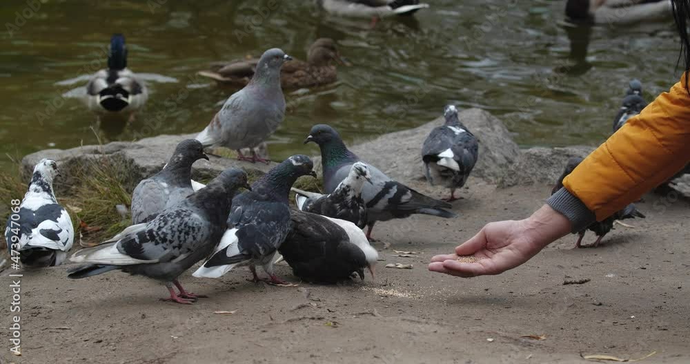 Hand of  unrecognizable woman bright yellow jacket sitting on the shore of a lake in a city park and feed pigeons and ducks on a cool autumn day.