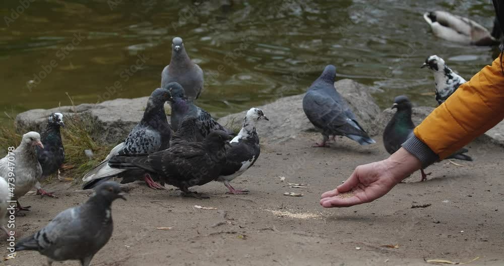 Hand of unrecognizable woman bright yellow jacket sitting on the shore of a lake in a city park and feed pigeons and ducks on a cool autumn day. Hand of unrecognizable woman bright yellow jacket sitting on the shore of a lake in a city park and feed pigeons and ducks on a cool autumn day.