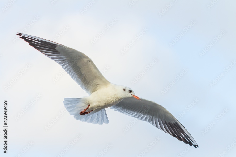 Black-headed Gull (Chroicocephalus ridibundus) flying in the port of Málaga (Spain). Black-headed Gull (Chroicocephalus ridibundus) flying in the port of Málaga (Spain).