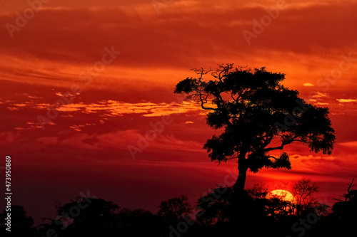 African landscape in red. Silhouette of a single tree against a dramatic red sky and the rising sun, Savuti National Park, Botswana. Safari koncept background.