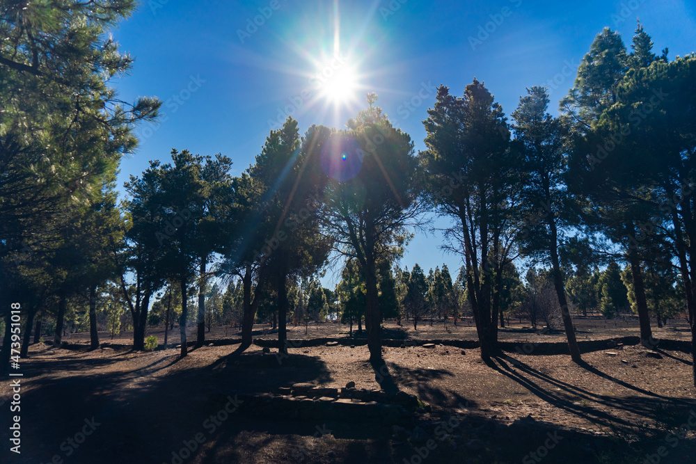 landscape of the high summit of gran canaria with pine trees and sunset lights on the island with native vegetation and beautiful reflections and approaches