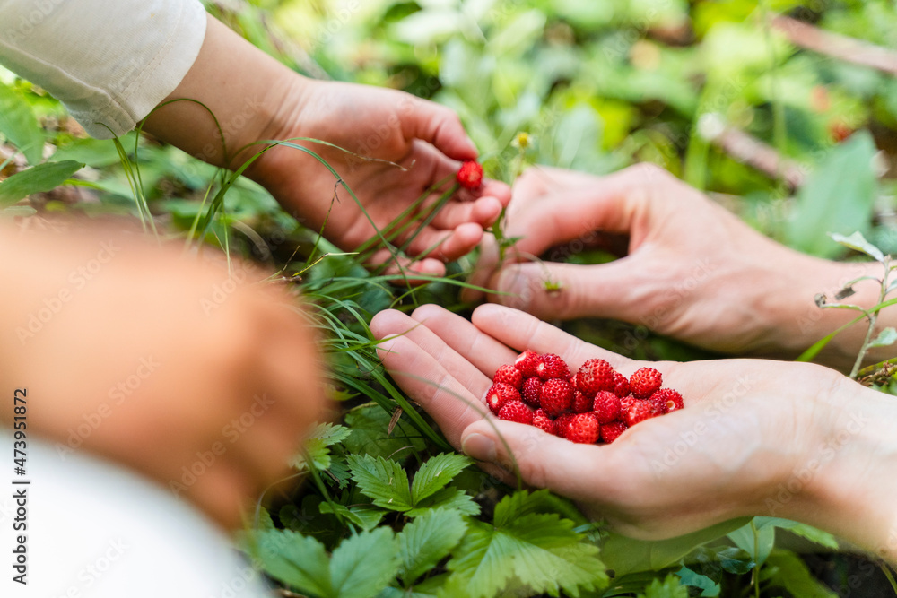 Mother and daughter collecting wild strawberries in forest Mother and daughter collecting wild strawberries in forest