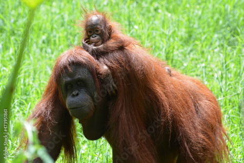 The Female and Baby Bornean orangutan, Pongo pygmaeus is a species of orangutan native to the island of Borneo, Indonesia.