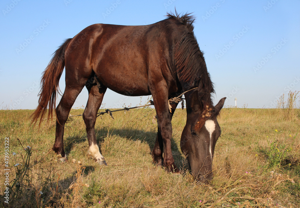 Obraz premium the horse is tied in the field, the animal is grazing