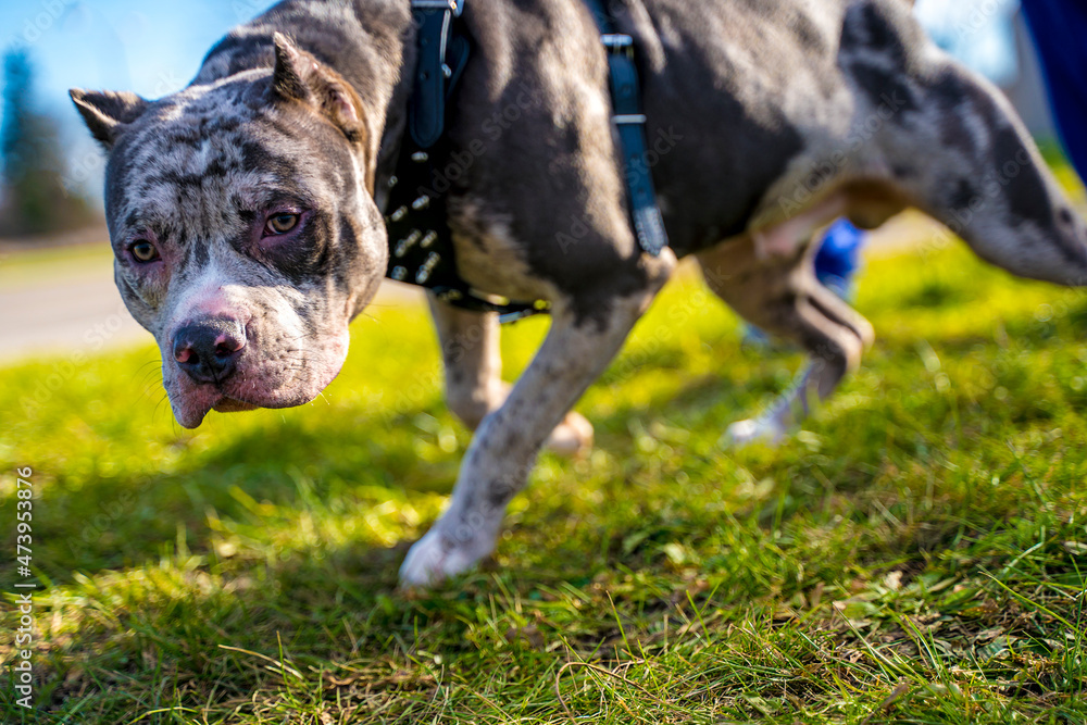 Blue nose merle pitbull cheap