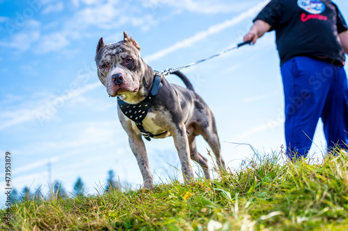 A Merle Pitbull On A Leash