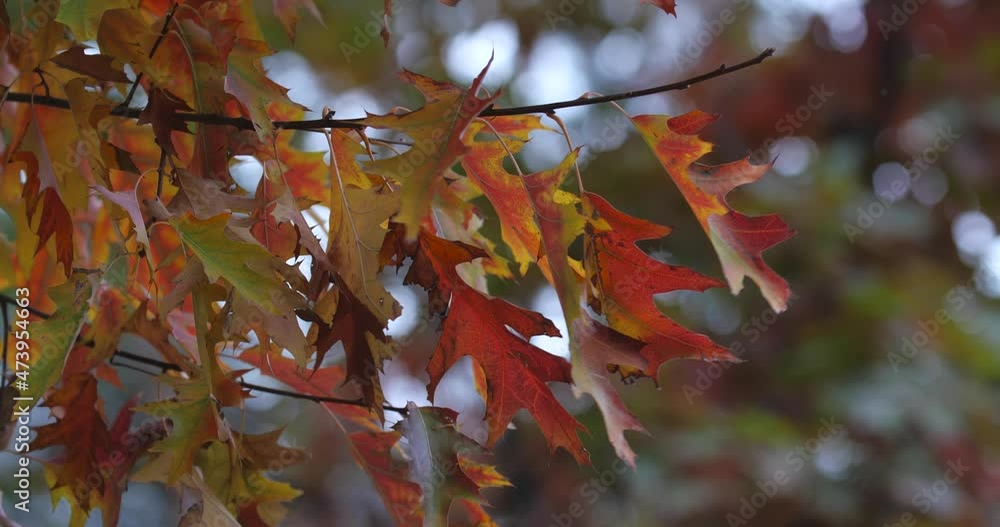 Close-up of beautiful red and yellow oak autumn leaves on the tree. They are swayed by the wind in the park on a cloudy October day.