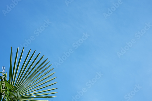 Tropical palm tree with sun light on blue sky