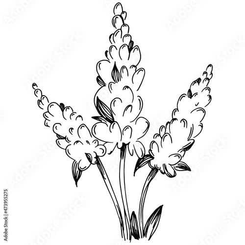 Sage vector isolated plant with leaves. Herbal engraved style illustration. Detailed organic product sketch.The best for design logo, menu, label, icon, stamp.