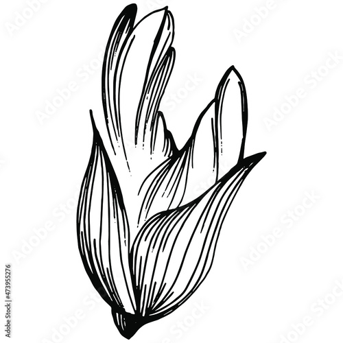 Sage vector isolated plant with leaves. Herbal engraved style illustration. Detailed organic product sketch.The best for design logo, menu, label, icon, stamp.