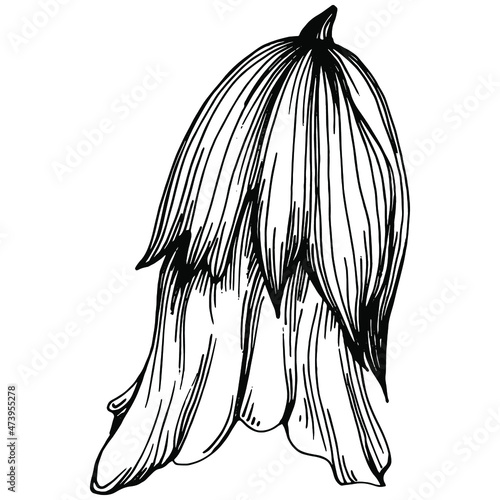 Sage vector isolated plant with leaves. Herbal engraved style illustration. Detailed organic product sketch.The best for design logo, menu, label, icon, stamp.