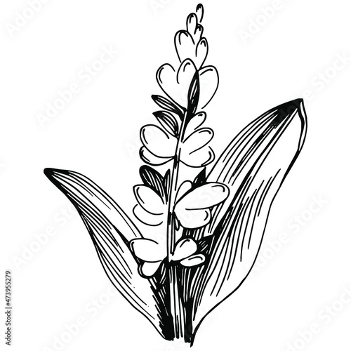 Sage vector isolated plant with leaves. Herbal engraved style illustration. Detailed organic product sketch.The best for design logo, menu, label, icon, stamp.