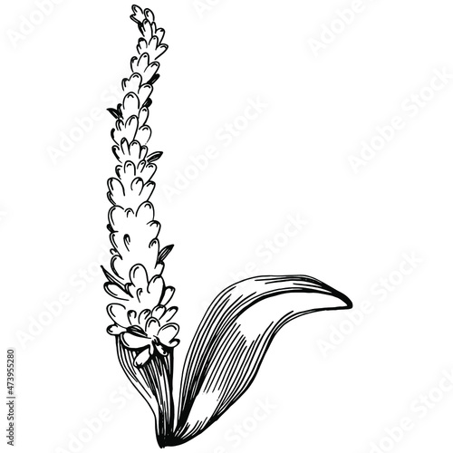 Sage vector isolated plant with leaves. Herbal engraved style illustration. Detailed organic product sketch.The best for design logo, menu, label, icon, stamp.