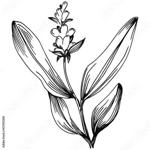 Sage vector isolated plant with leaves. Herbal engraved style illustration. Detailed organic product sketch.The best for design logo, menu, label, icon, stamp.
