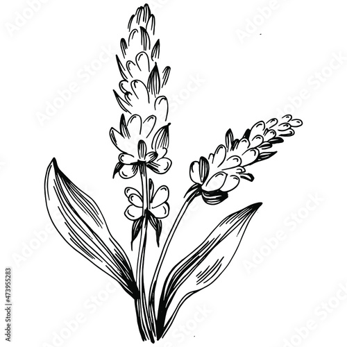 Sage vector isolated plant with leaves. Herbal engraved style illustration. Detailed organic product sketch.The best for design logo, menu, label, icon, stamp.