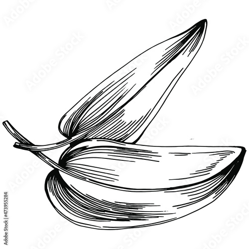 Sage vector isolated plant with leaves. Herbal engraved style illustration. Detailed organic product sketch.The best for design logo, menu, label, icon, stamp.