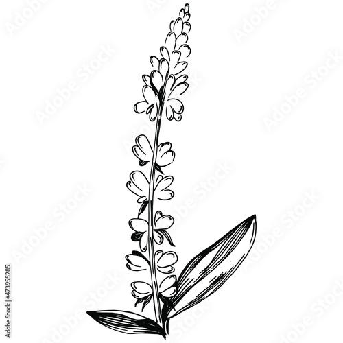 Sage vector isolated plant with leaves. Herbal engraved style illustration. Detailed organic product sketch.The best for design logo, menu, label, icon, stamp.