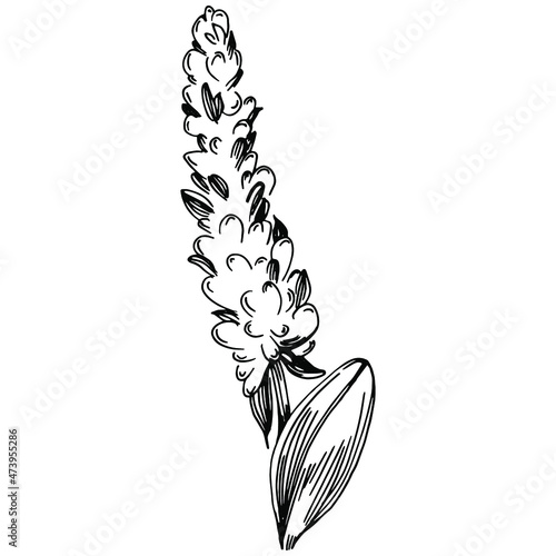 Sage vector isolated plant with leaves. Herbal engraved style illustration. Detailed organic product sketch.The best for design logo, menu, label, icon, stamp.