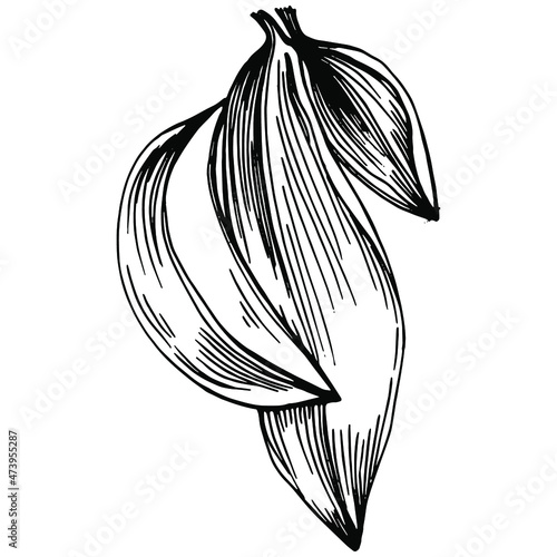 Sage vector isolated plant with leaves. Herbal engraved style illustration. Detailed organic product sketch.The best for design logo, menu, label, icon, stamp.