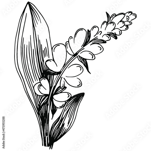 Sage vector isolated plant with leaves. Herbal engraved style illustration. Detailed organic product sketch.The best for design logo, menu, label, icon, stamp.