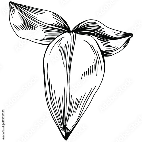 Sage vector isolated plant with leaves. Herbal engraved style illustration. Detailed organic product sketch.The best for design logo, menu, label, icon, stamp.