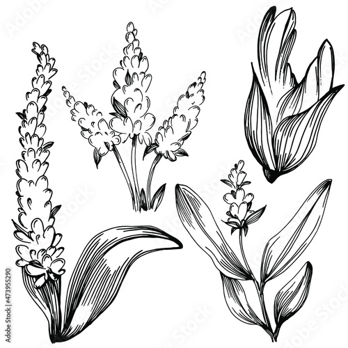 Sage vector isolated plant with leaves. Herbal engraved style illustration. Detailed organic product sketch.The best for design logo, menu, label, icon, stamp.