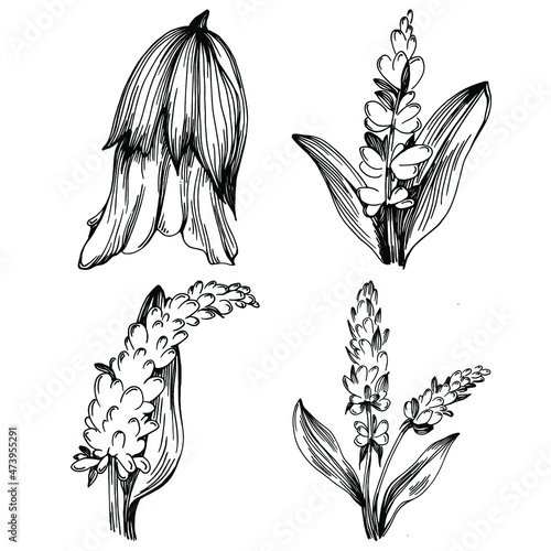 Sage vector isolated plant with leaves. Herbal engraved style illustration. Detailed organic product sketch.The best for design logo, menu, label, icon, stamp.