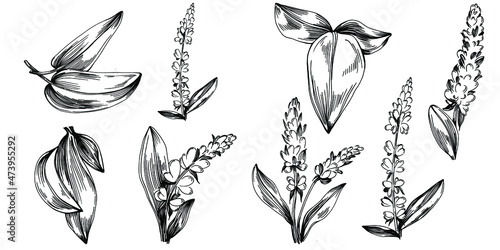 Sage vector isolated plant with leaves. Herbal engraved style illustration. Detailed organic product sketch.The best for design logo, menu, label, icon, stamp.