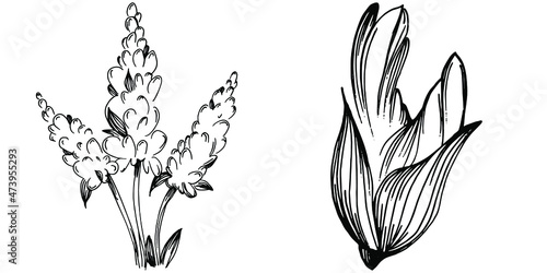 Sage vector isolated plant with leaves. Herbal engraved style illustration. Detailed organic product sketch.The best for design logo, menu, label, icon, stamp.
