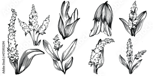 Sage vector isolated plant with leaves. Herbal engraved style illustration. Detailed organic product sketch.The best for design logo, menu, label, icon, stamp.
