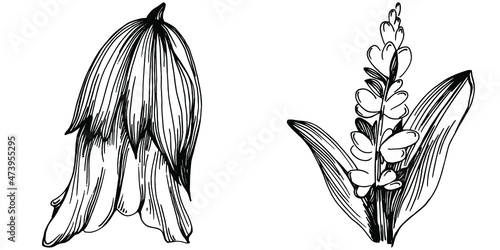 Sage vector isolated plant with leaves. Herbal engraved style illustration. Detailed organic product sketch.The best for design logo, menu, label, icon, stamp.