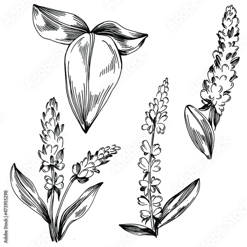 Sage vector isolated plant with leaves. Herbal engraved style illustration. Detailed organic product sketch.The best for design logo, menu, label, icon, stamp.