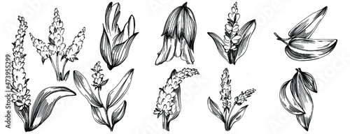 Sage vector isolated plant with leaves. Herbal engraved style illustration. Detailed organic product sketch.The best for design logo, menu, label, icon, stamp.