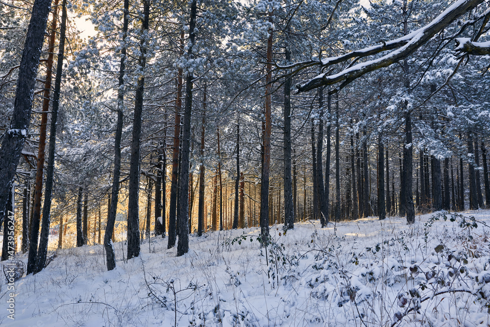 Fototapeta premium Winter forest nature