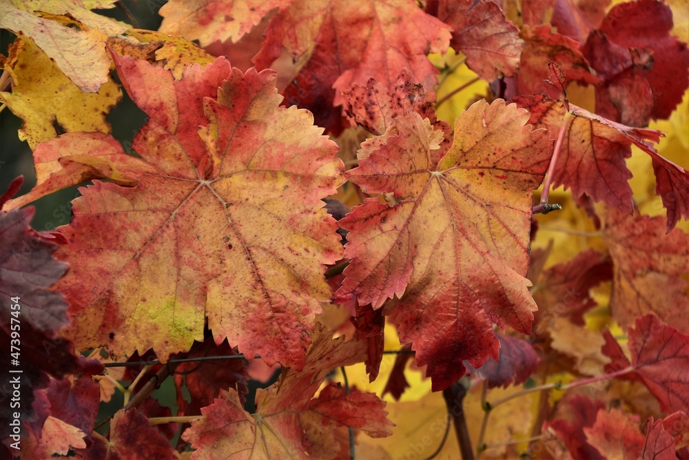  leaves on the ground