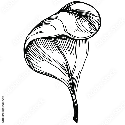 Spinach vector isolated plant with leaves. Herbal engraved style illustration. Detailed organic product sketch.The best for design logo, menu, label, icon, stamp.