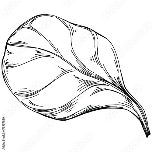 Spinach vector isolated plant with leaves. Herbal engraved style illustration. Detailed organic product sketch.The best for design logo, menu, label, icon, stamp.