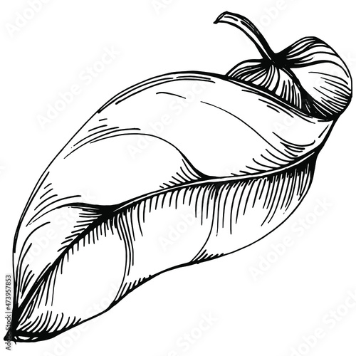 Spinach vector isolated plant with leaves. Herbal engraved style illustration. Detailed organic product sketch.The best for design logo, menu, label, icon, stamp.