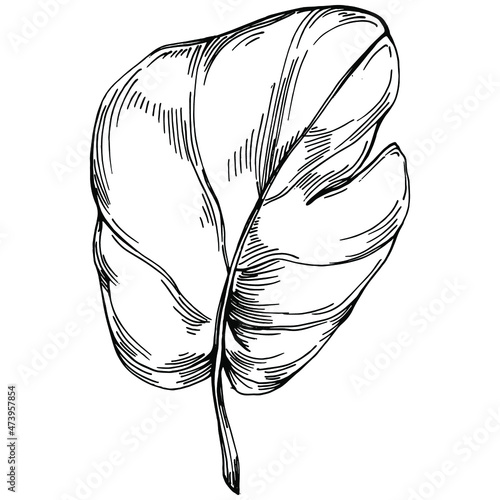 Spinach vector isolated plant with leaves. Herbal engraved style illustration. Detailed organic product sketch.The best for design logo, menu, label, icon, stamp.