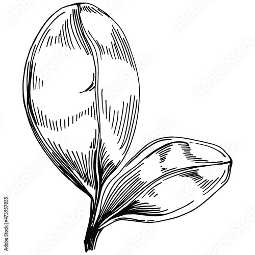 Spinach vector isolated plant with leaves. Herbal engraved style illustration. Detailed organic product sketch.The best for design logo, menu, label, icon, stamp.