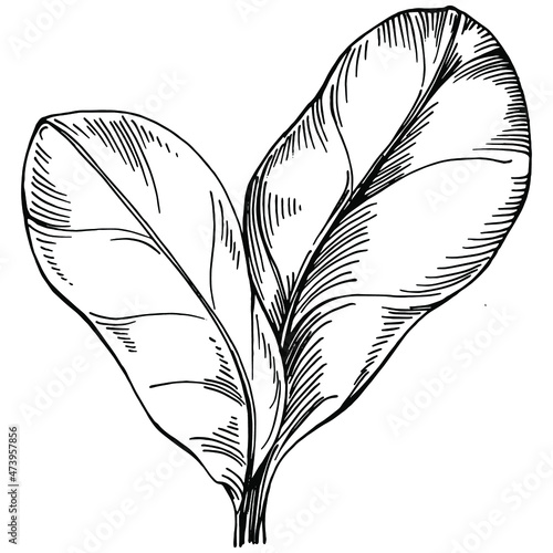 Spinach vector isolated plant with leaves. Herbal engraved style illustration. Detailed organic product sketch.The best for design logo, menu, label, icon, stamp.