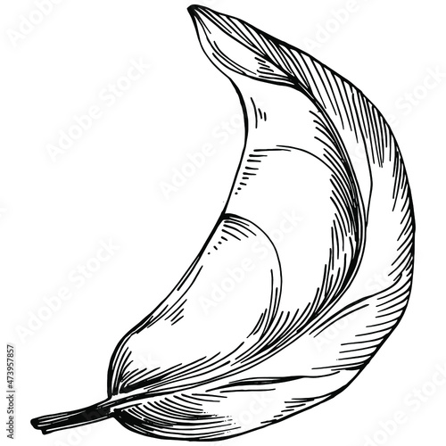 Spinach vector isolated plant with leaves. Herbal engraved style illustration. Detailed organic product sketch.The best for design logo, menu, label, icon, stamp.