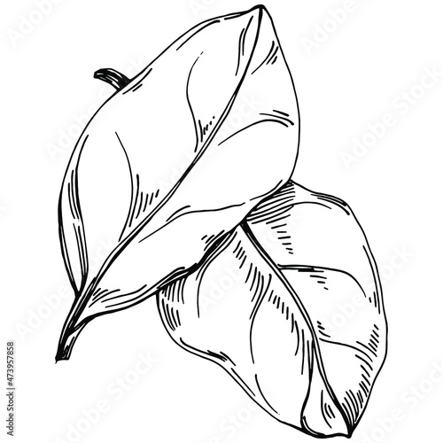 Spinach vector isolated plant with leaves. Herbal engraved style illustration. Detailed organic product sketch.The best for design logo, menu, label, icon, stamp.