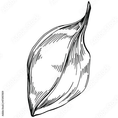 Spinach vector isolated plant with leaves. Herbal engraved style illustration. Detailed organic product sketch.The best for design logo, menu, label, icon, stamp.