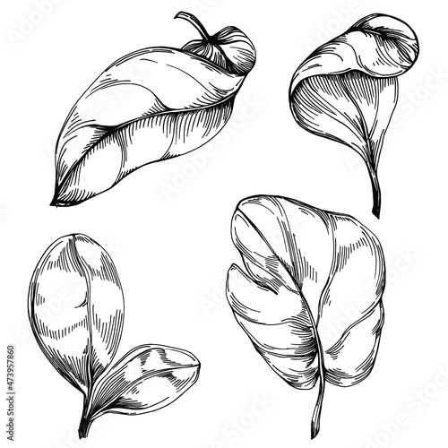 Spinach vector isolated plant with leaves. Herbal engraved style illustration. Detailed organic product sketch.The best for design logo, menu, label, icon, stamp.