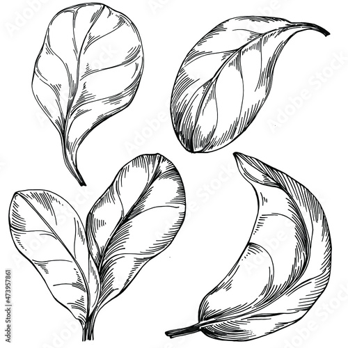 Spinach vector isolated plant with leaves. Herbal engraved style illustration. Detailed organic product sketch.The best for design logo, menu, label, icon, stamp.