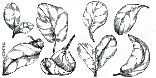 Spinach vector isolated plant with leaves. Herbal engraved style illustration. Detailed organic product sketch.The best for design logo, menu, label, icon, stamp.