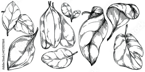 Spinach vector isolated plant with leaves. Herbal engraved style illustration. Detailed organic product sketch.The best for design logo, menu, label, icon, stamp.