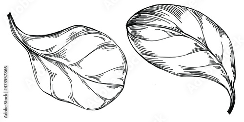 Spinach vector isolated plant with leaves. Herbal engraved style illustration. Detailed organic product sketch.The best for design logo, menu, label, icon, stamp.